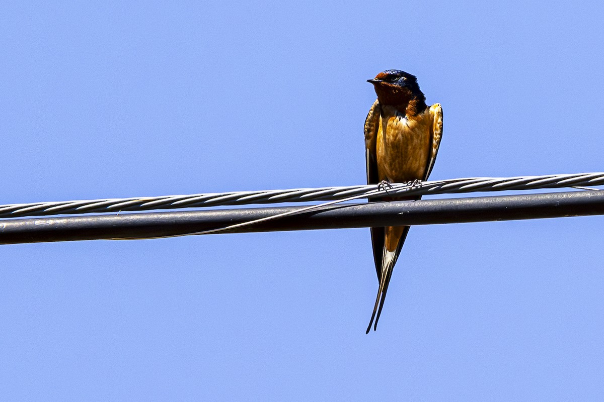 Barn Swallow - ML620397611