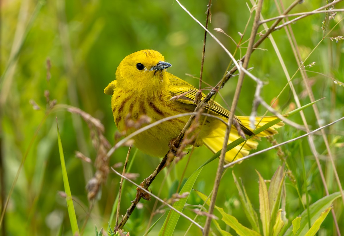 Yellow Warbler - Chad Berry