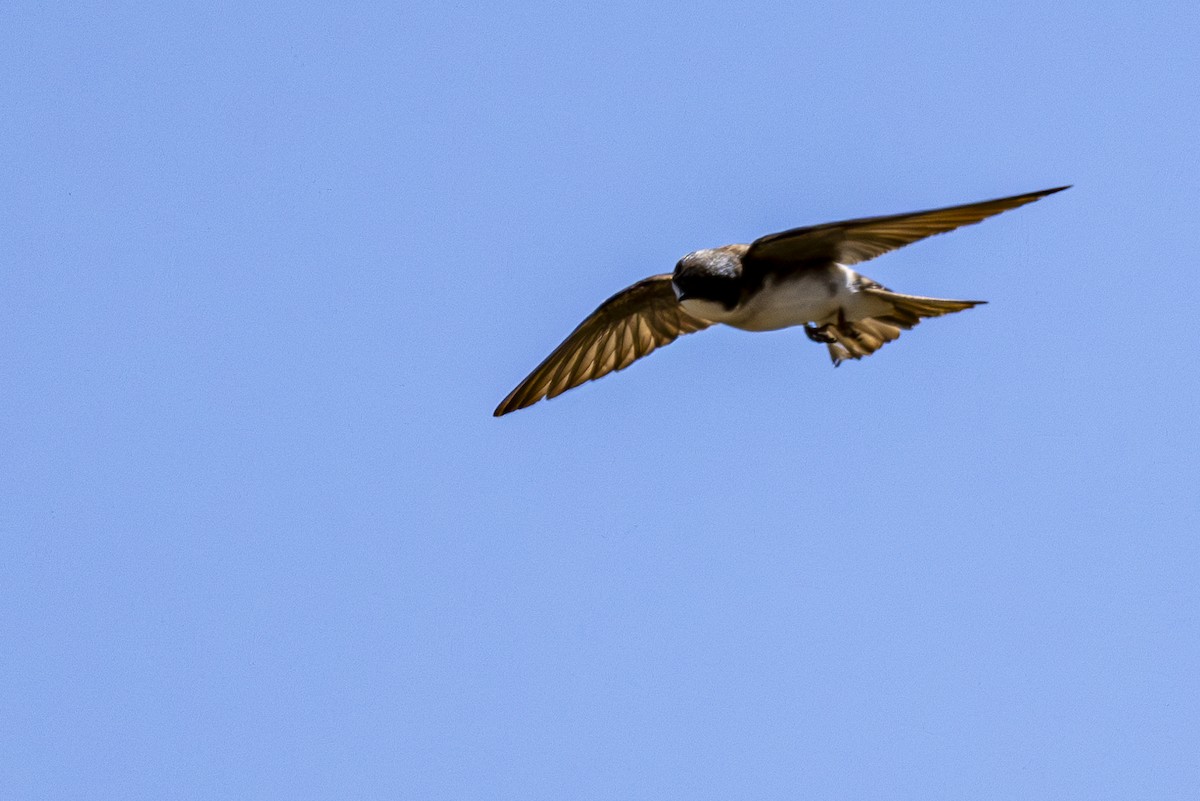 Golondrina Bicolor - ML620397614