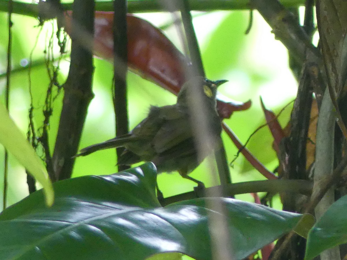 Meliphaga, Territornis ou Microptilotis sp. - ML620397619