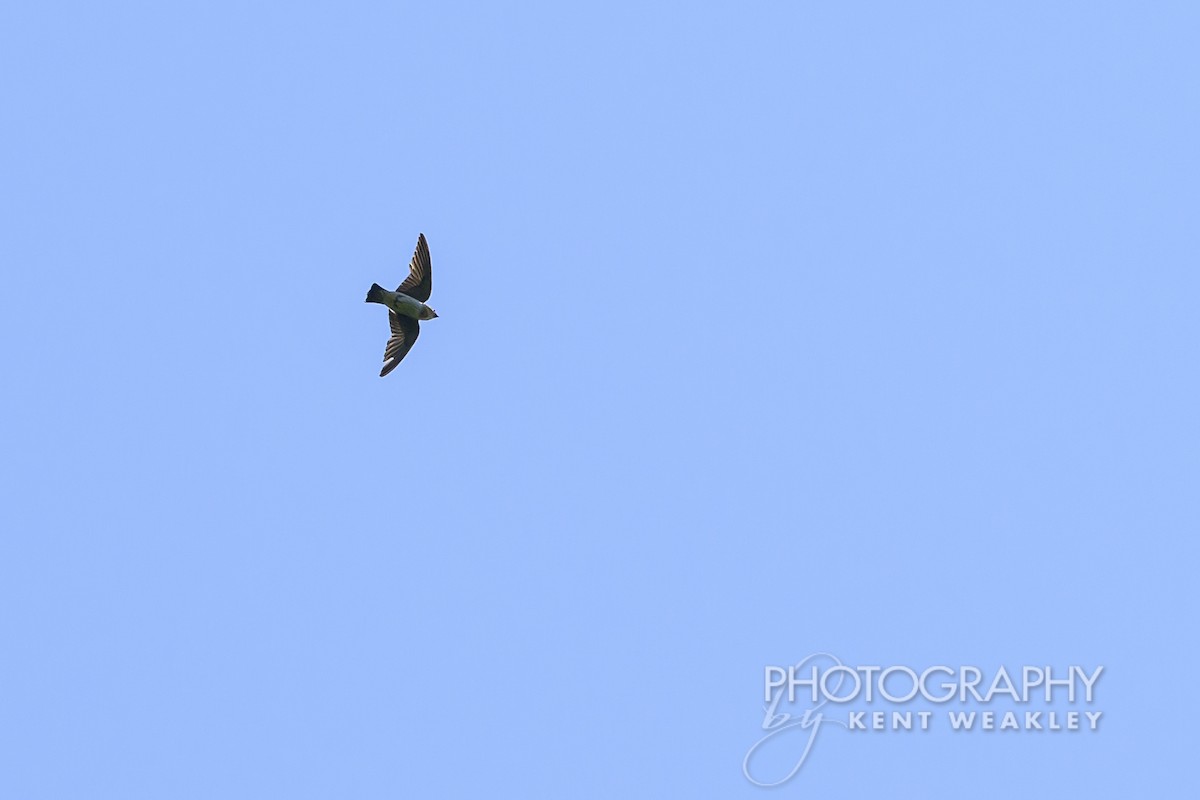 Northern Rough-winged Swallow - ML620397625