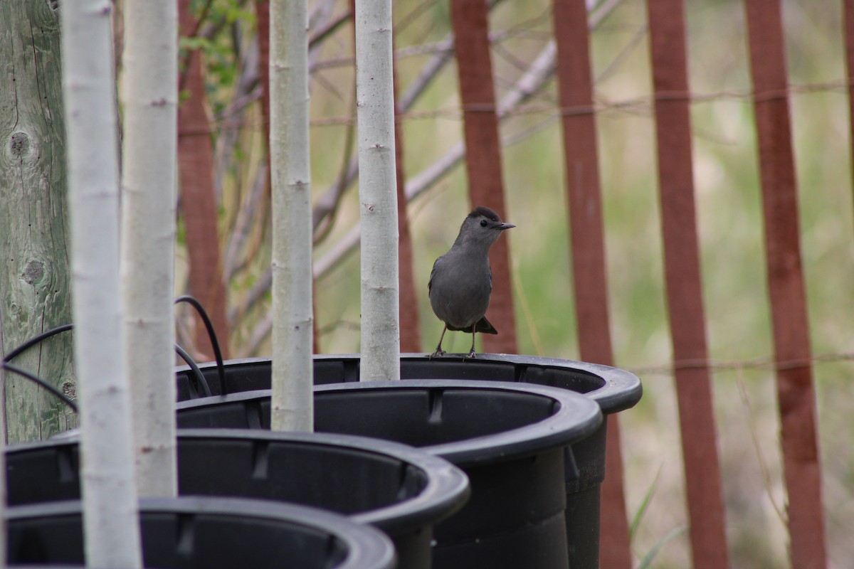 Gray Catbird - ML620397627