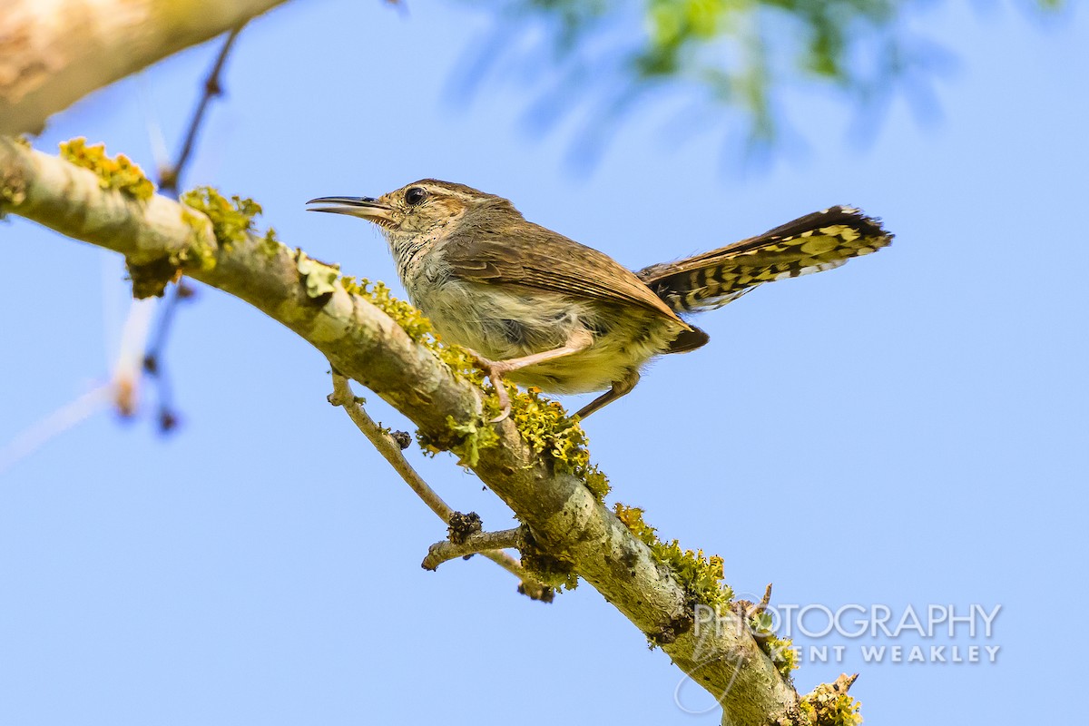 Bewick's Wren - ML620397632