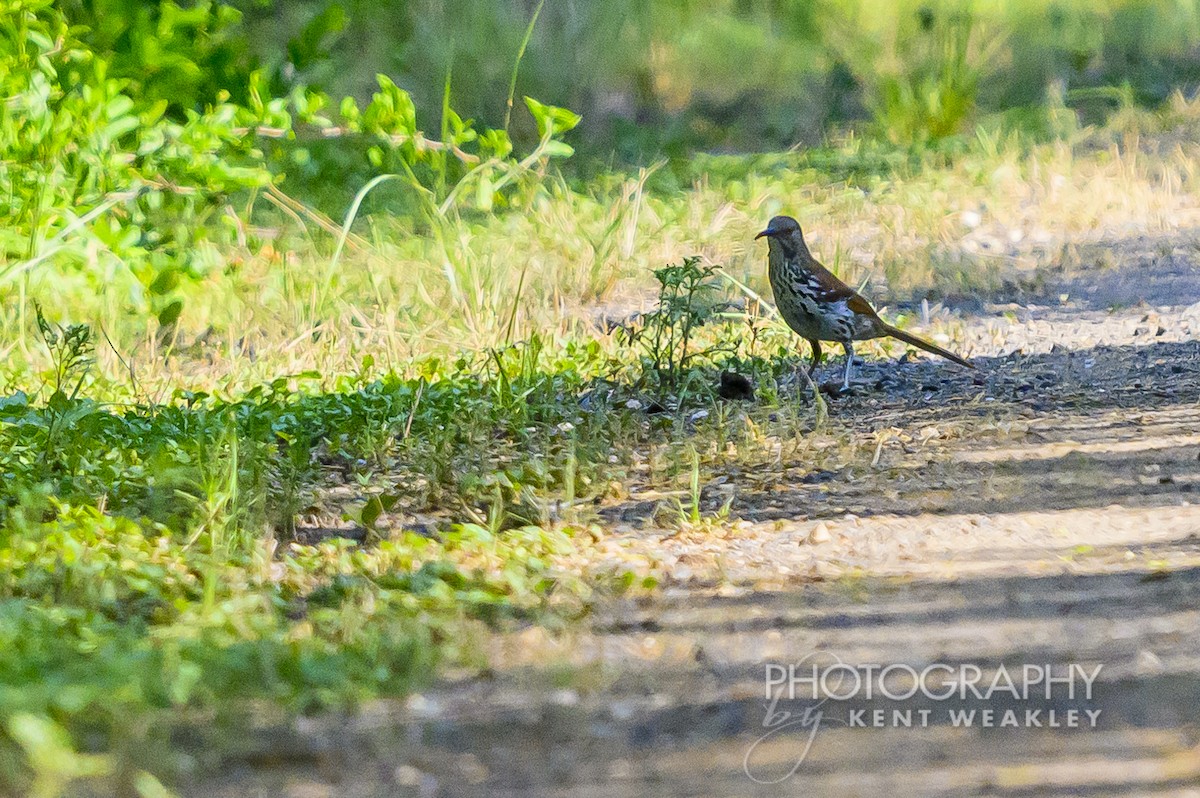 Moqueur à long bec - ML620397635