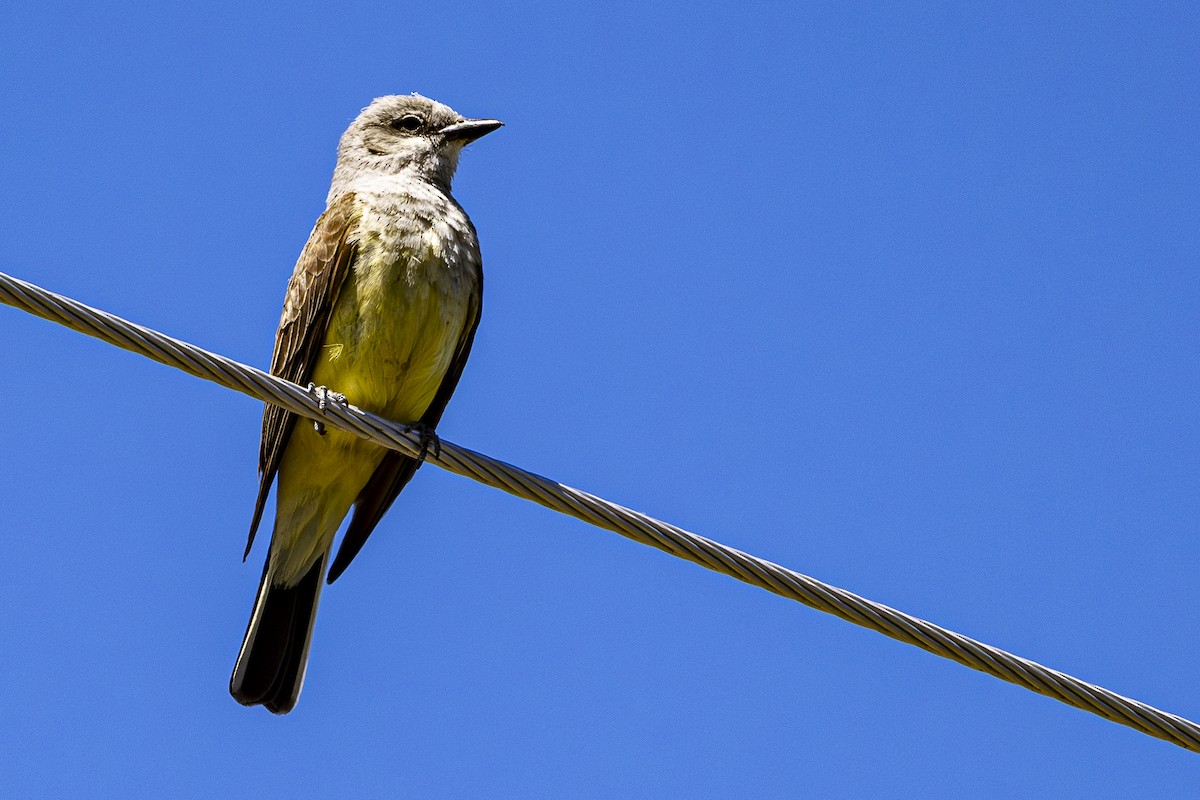 Western Kingbird - ML620397651