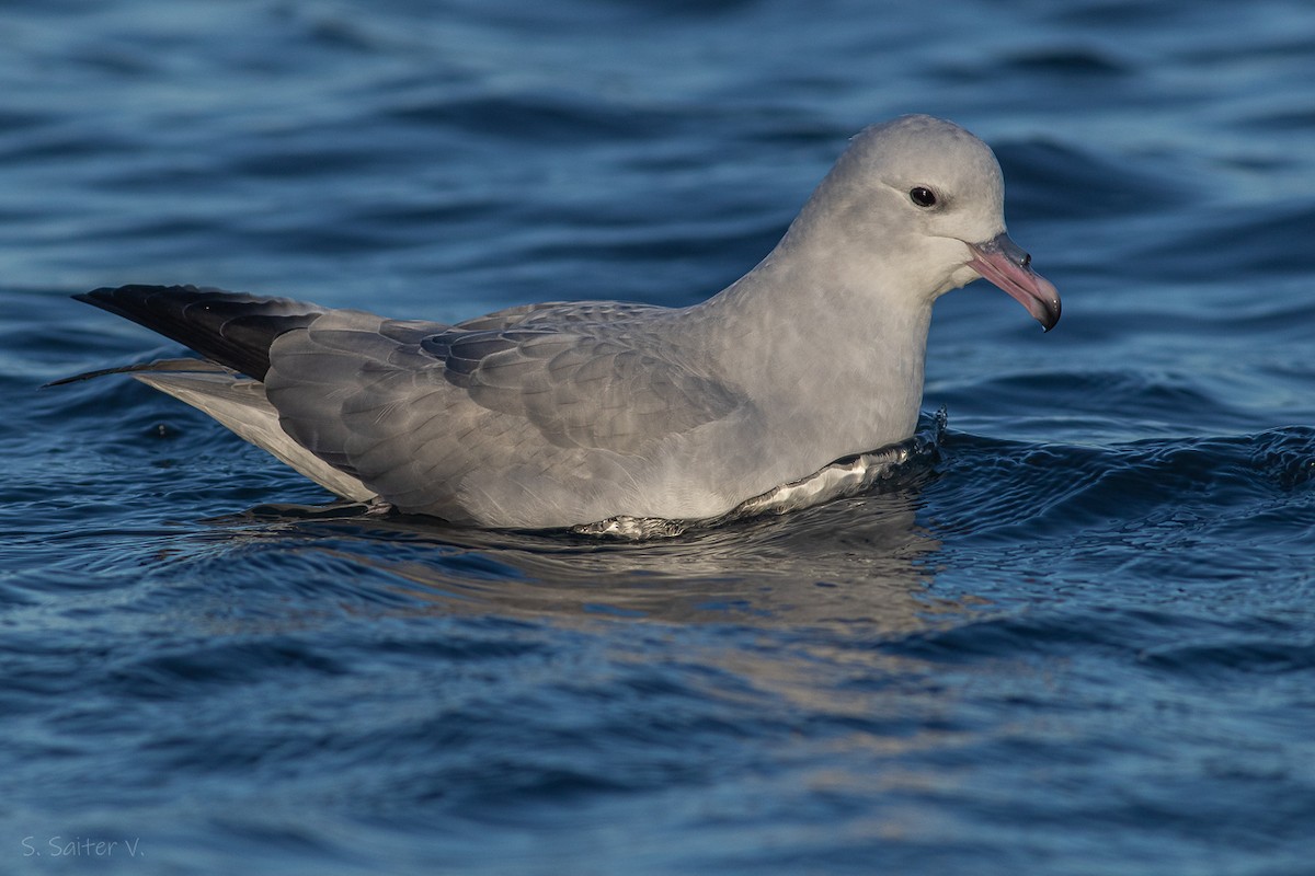 Southern Fulmar - ML620397659