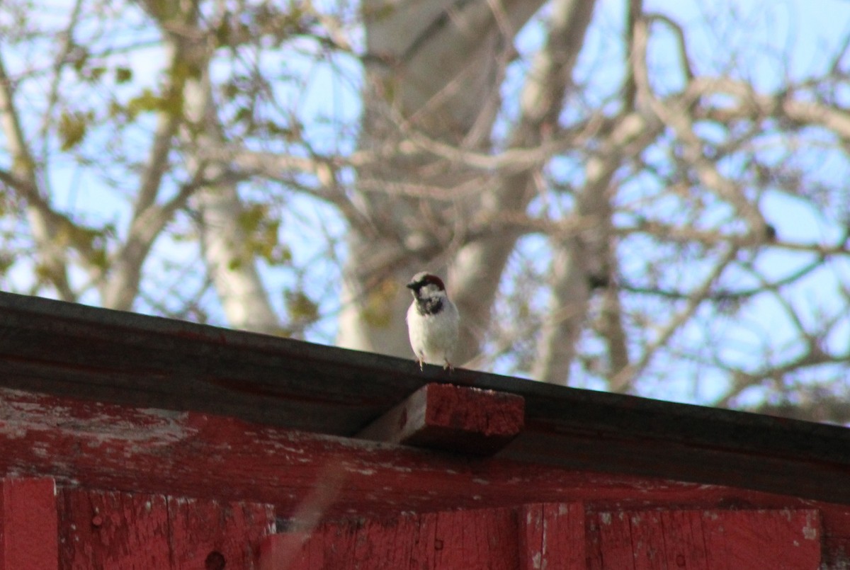 House Sparrow - ML620397663