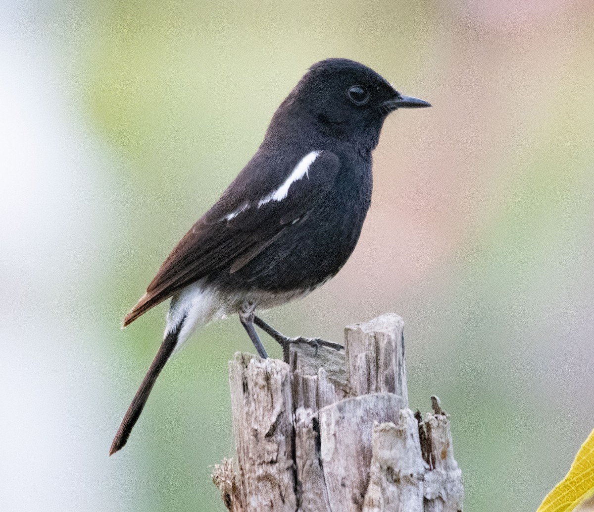 Pied Bushchat - ML620397667