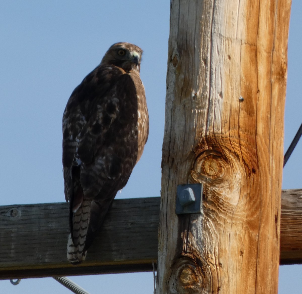 Red-tailed Hawk - ML620397668