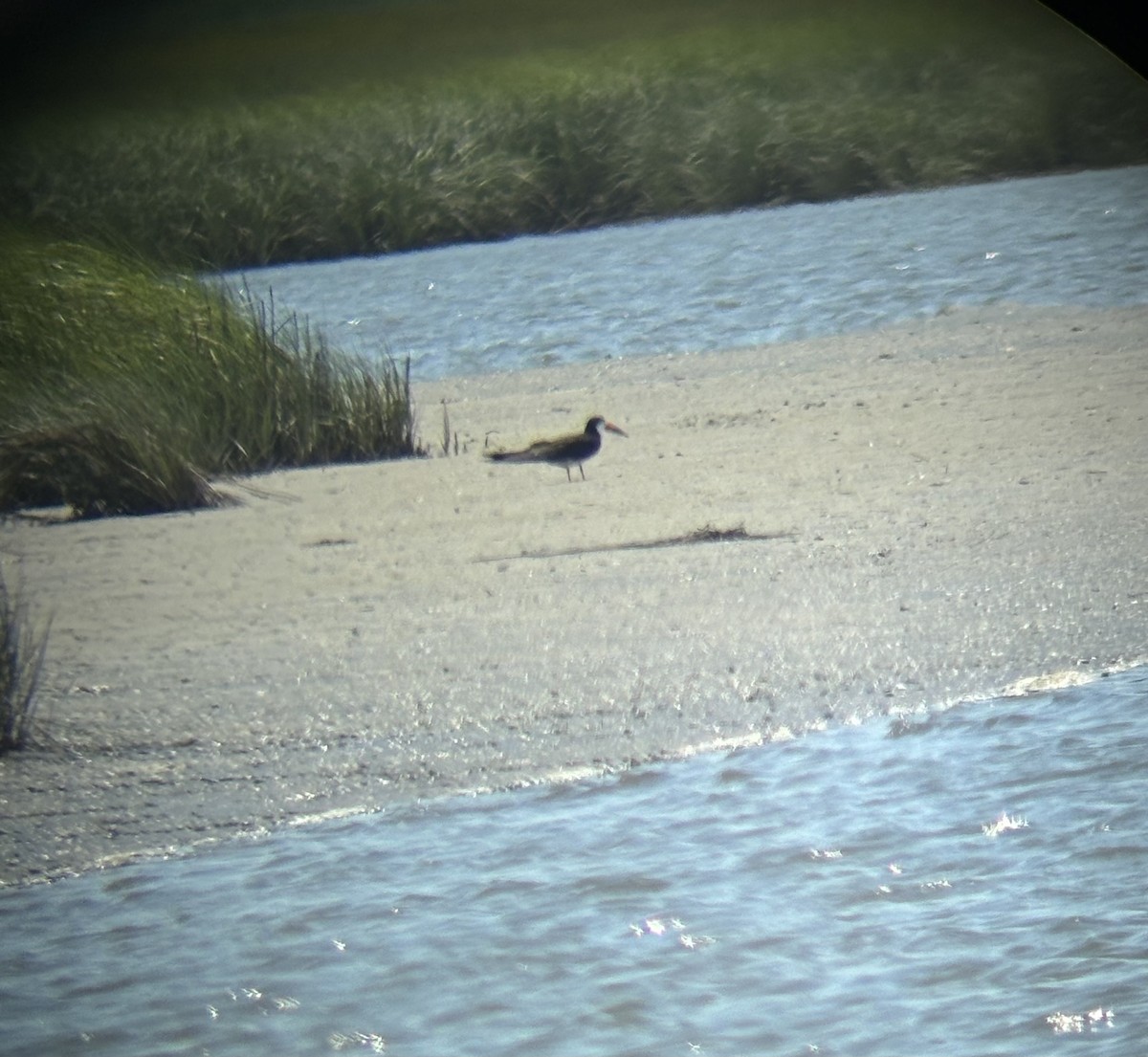 Black Skimmer - ML620397673