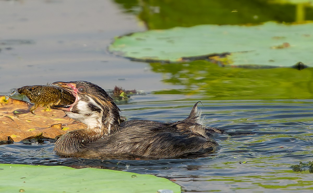 Pied-billed Grebe - ML620397675