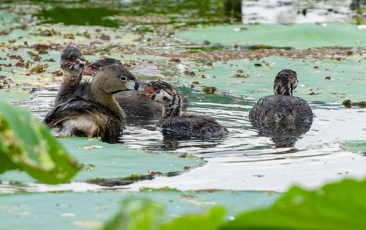 Pied-billed Grebe - ML620397681