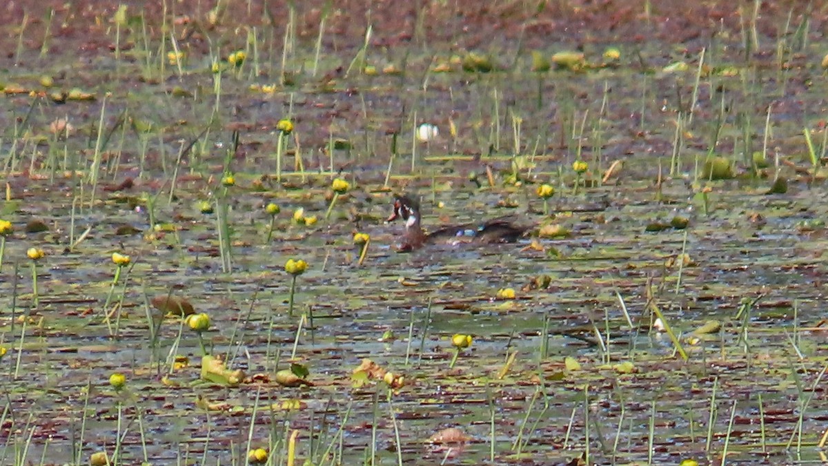 Wood Duck - ML620397685