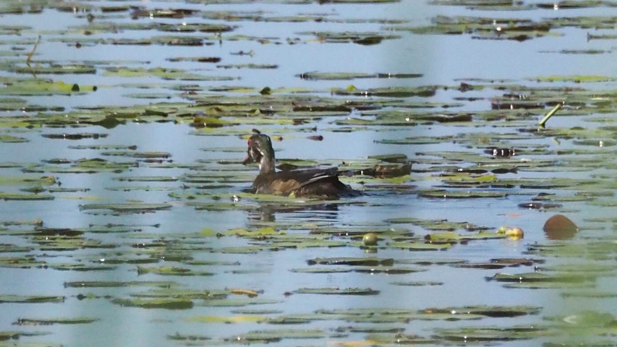 Wood Duck - ML620397686