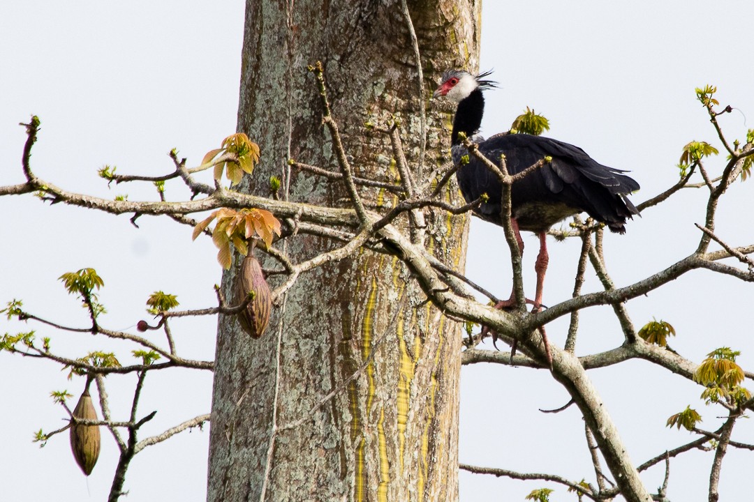 Weißwangen-Wehrvogel - ML620397688