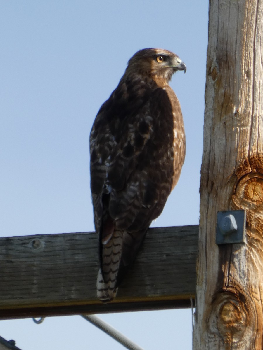 Red-tailed Hawk - ML620397693