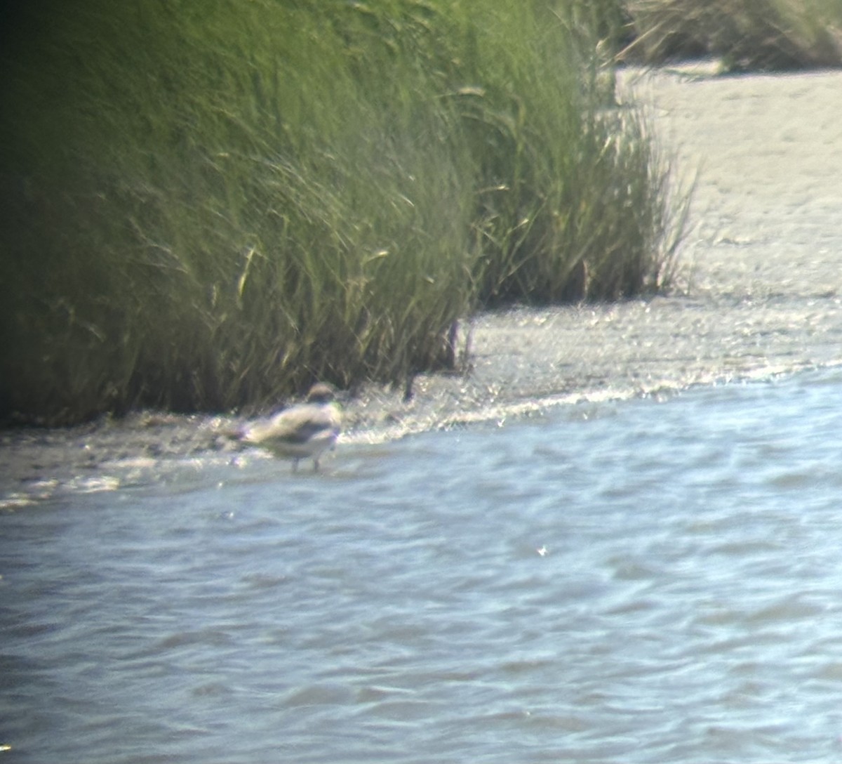 Gaviota Guanaguanare - ML620397696