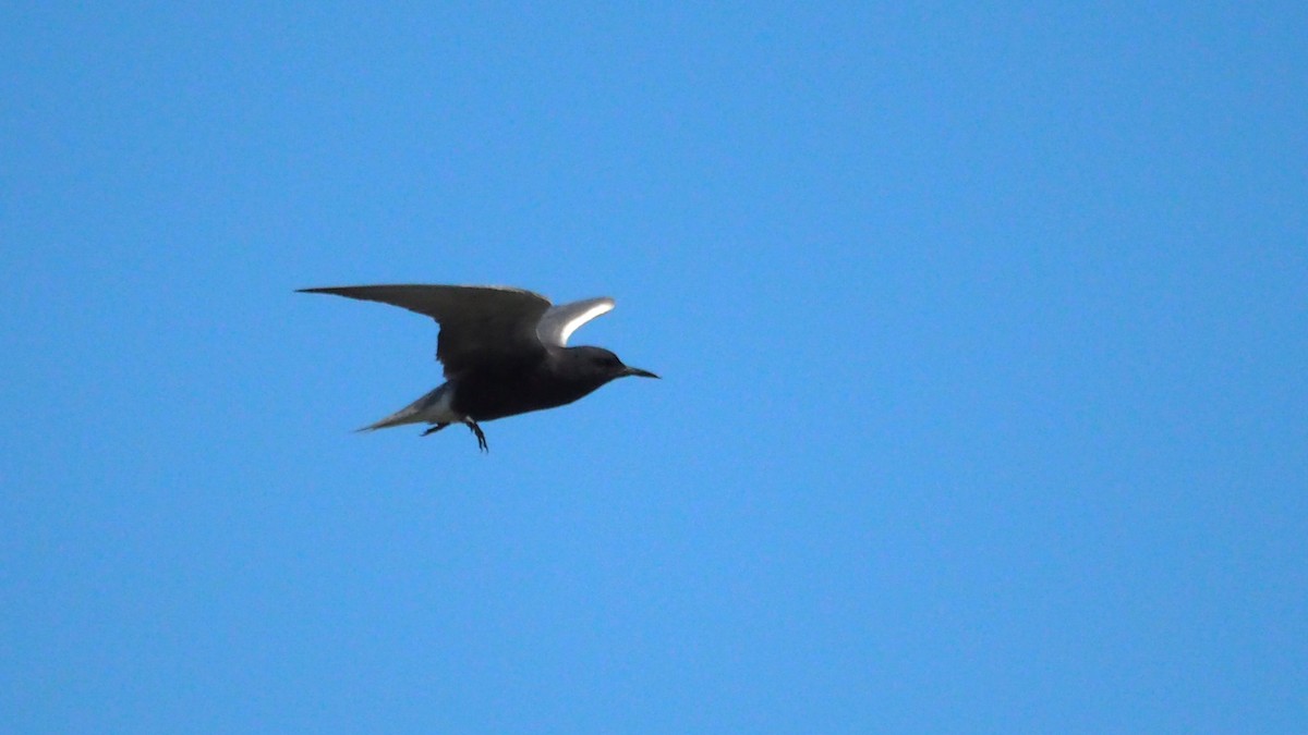 Black Tern - ML620397707