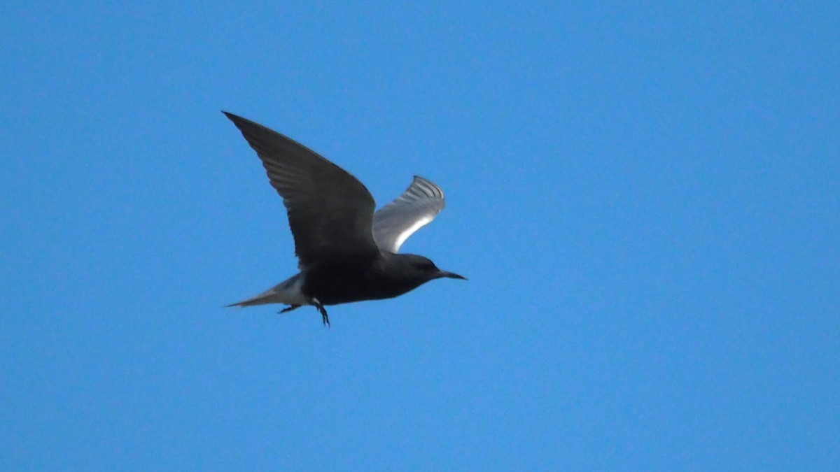 Black Tern - ML620397708