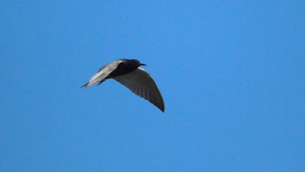 Black Tern - ML620397709