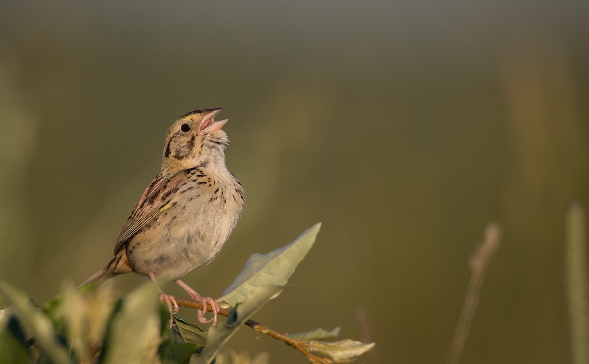 Henslow's Sparrow - ML62039771