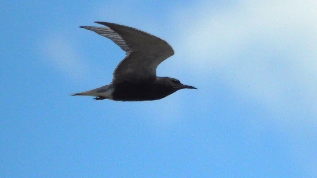 Black Tern - ML620397710