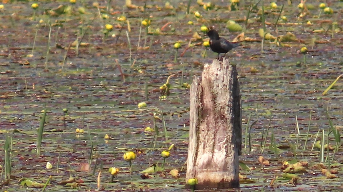 Black Tern - Ken MacDonald