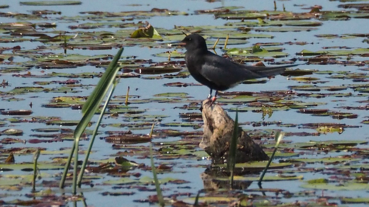 Black Tern - ML620397712