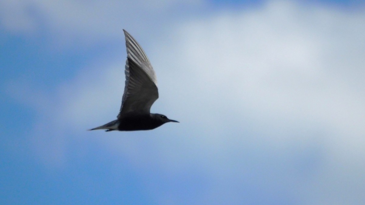 Black Tern - ML620397713