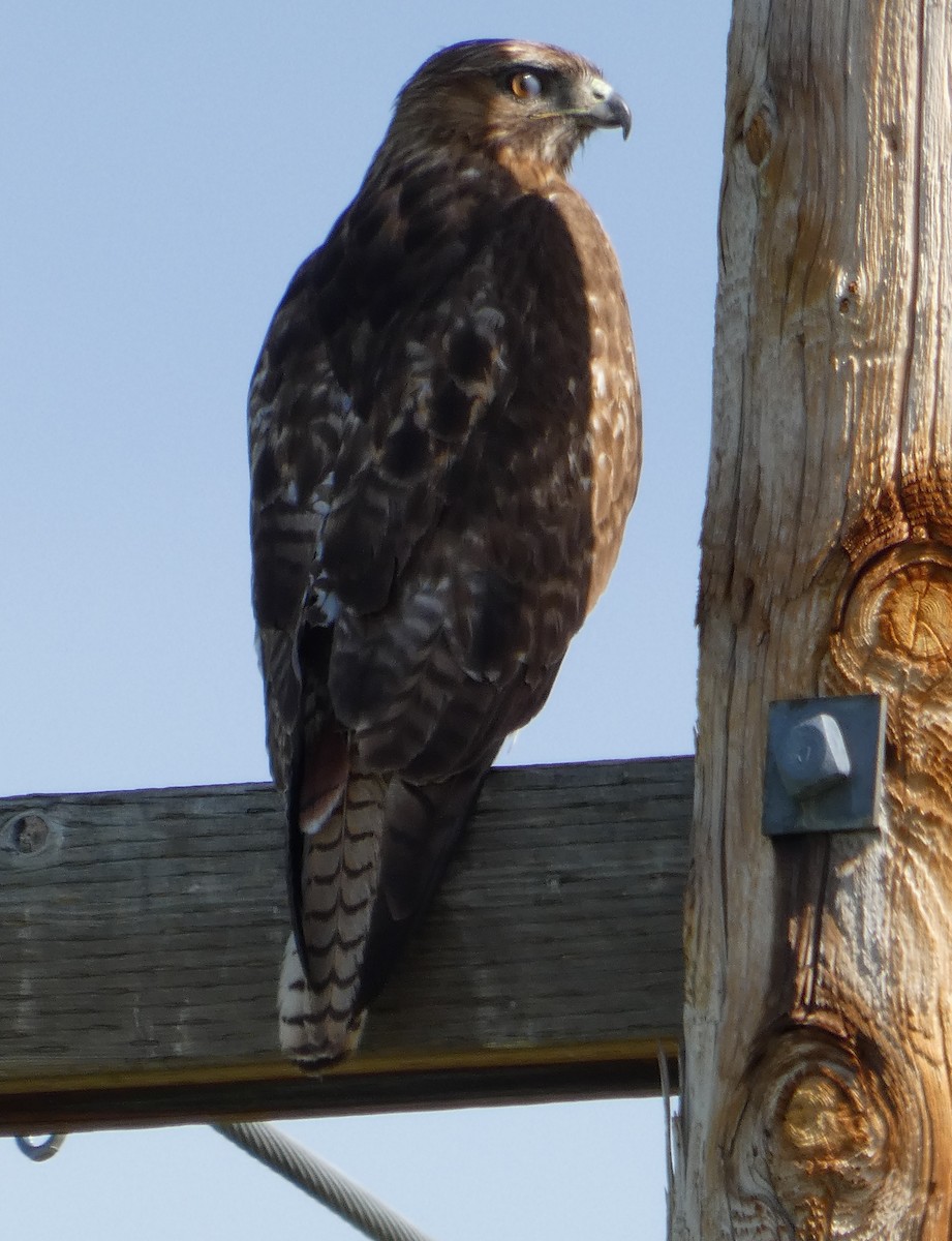 Red-tailed Hawk - ML620397718