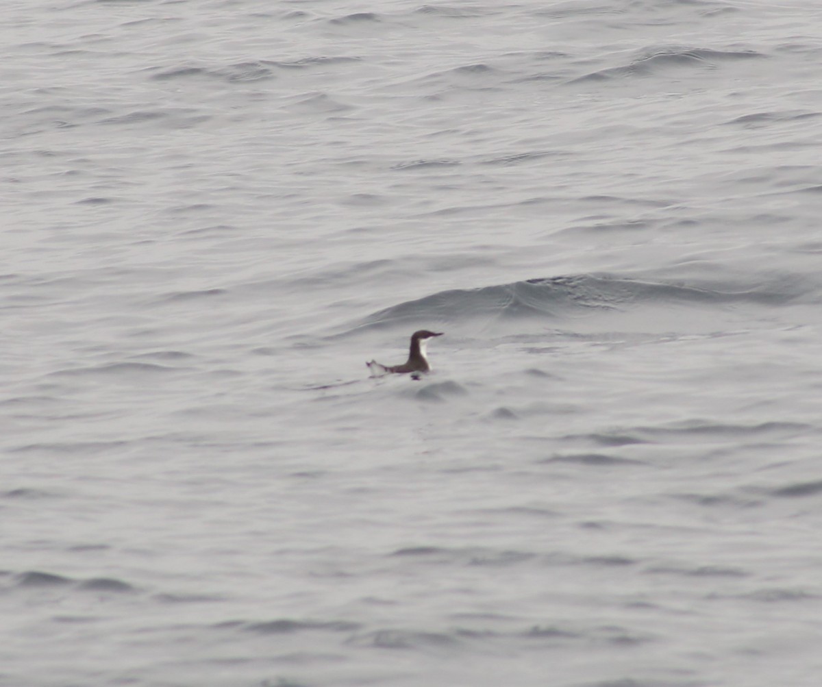 Craveri's Murrelet - ML620397721