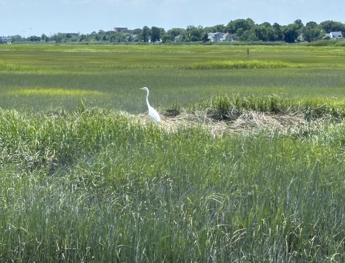 Great Egret - ML620397726