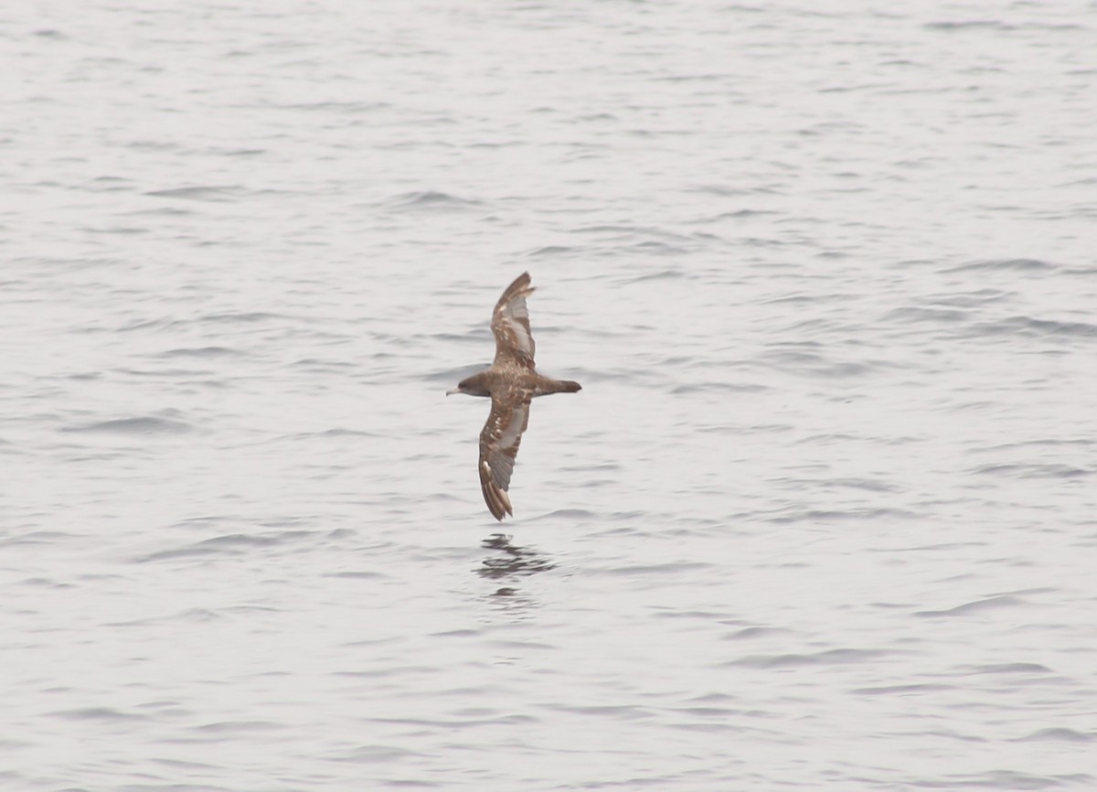Pink-footed Shearwater - ML620397730