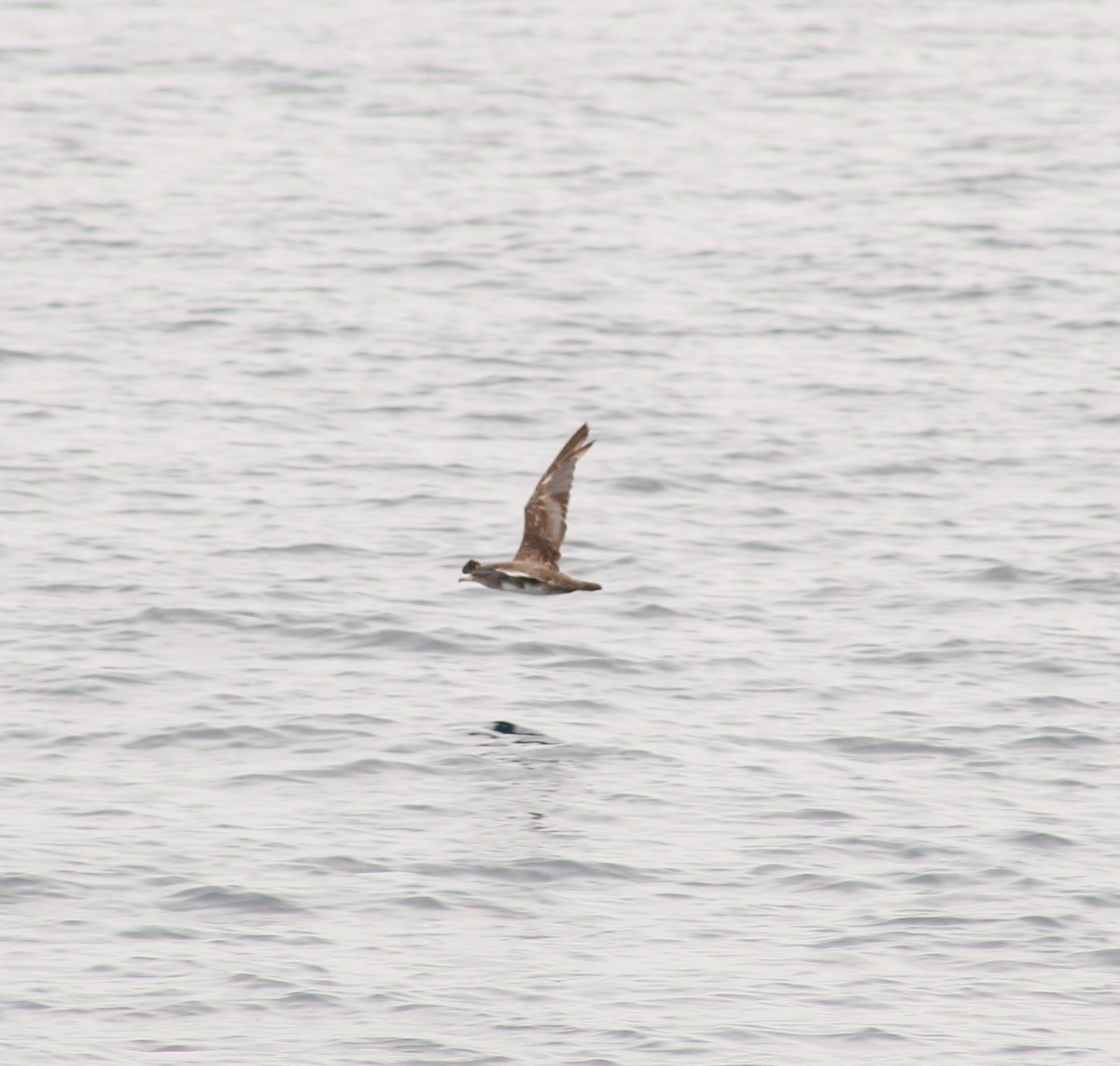 Pink-footed Shearwater - ML620397731