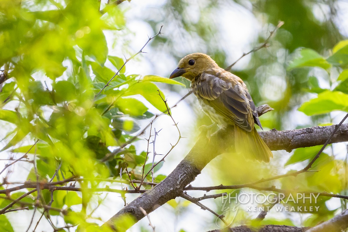 Summer Tanager - ML620397736