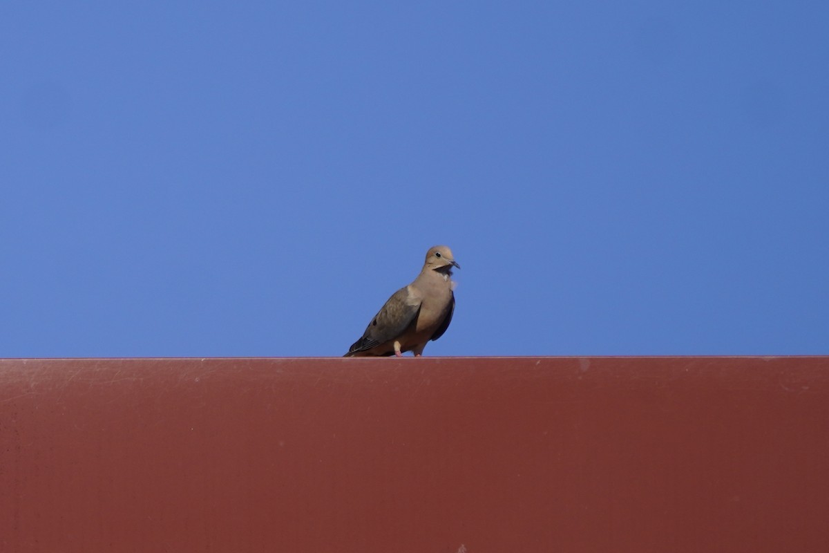 Mourning Dove - ML620397758