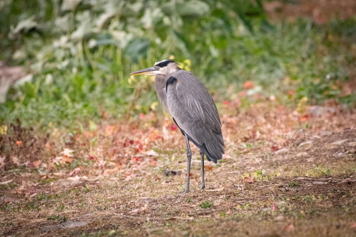 Great Blue Heron - ML620397759