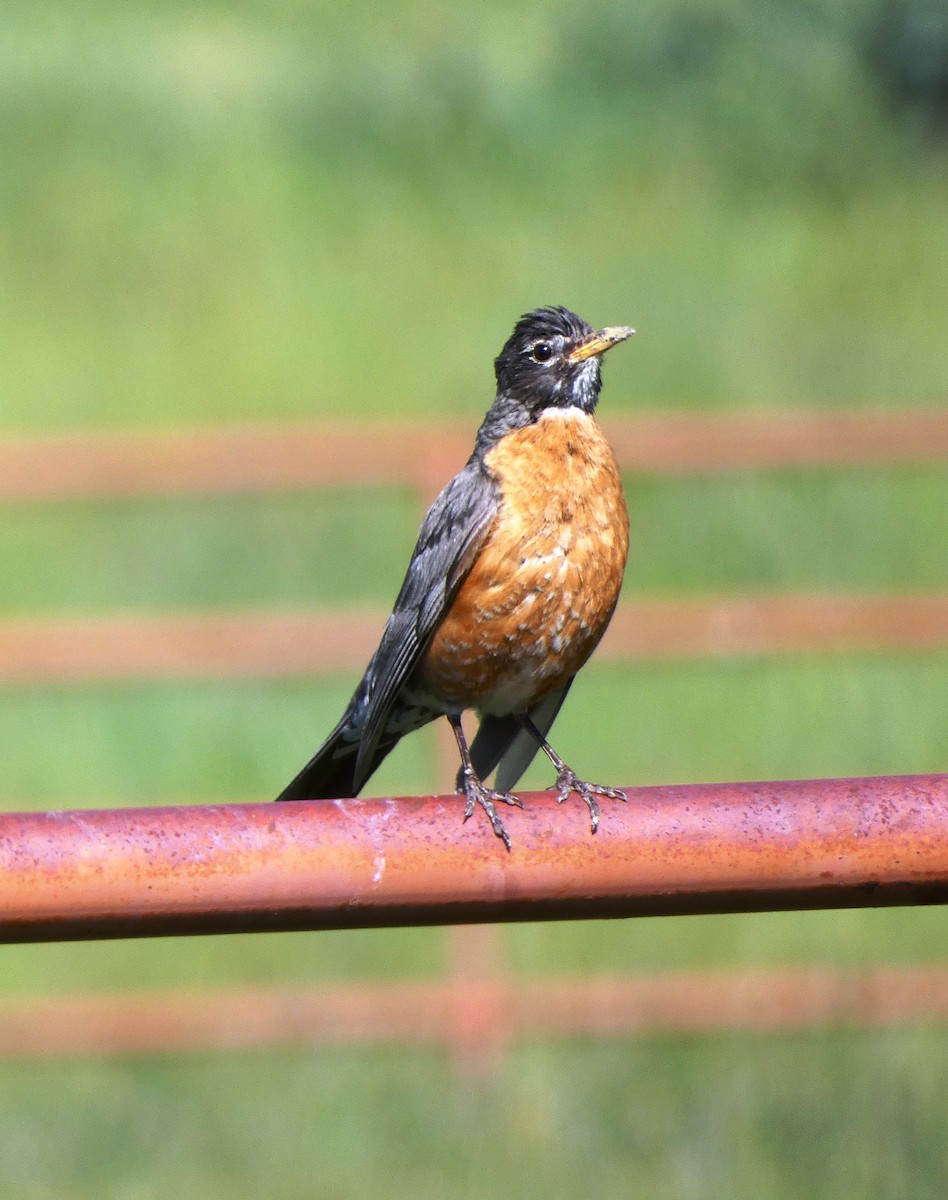 American Robin - ML620397764