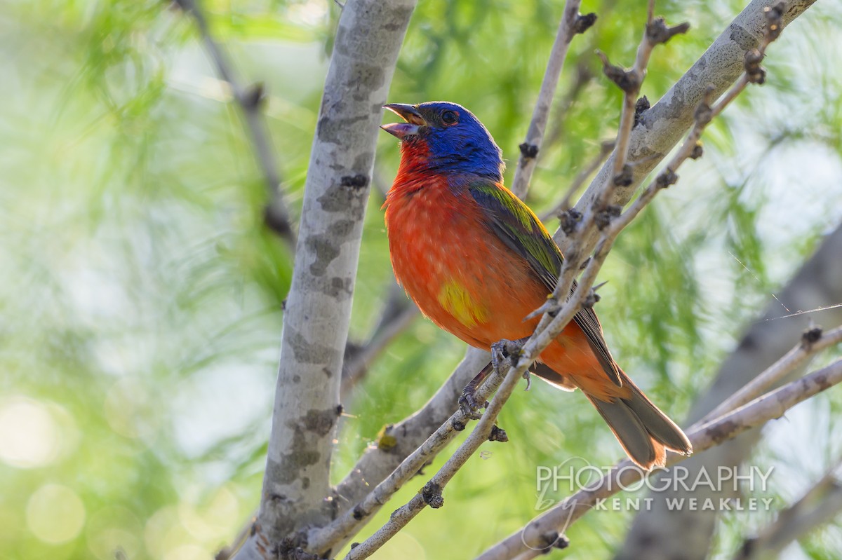 Painted Bunting - ML620397766
