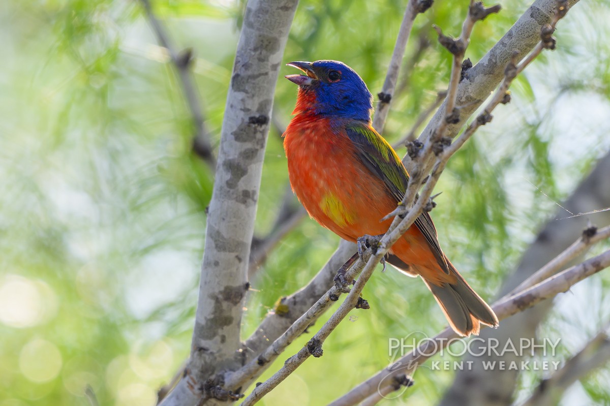 Painted Bunting - ML620397767