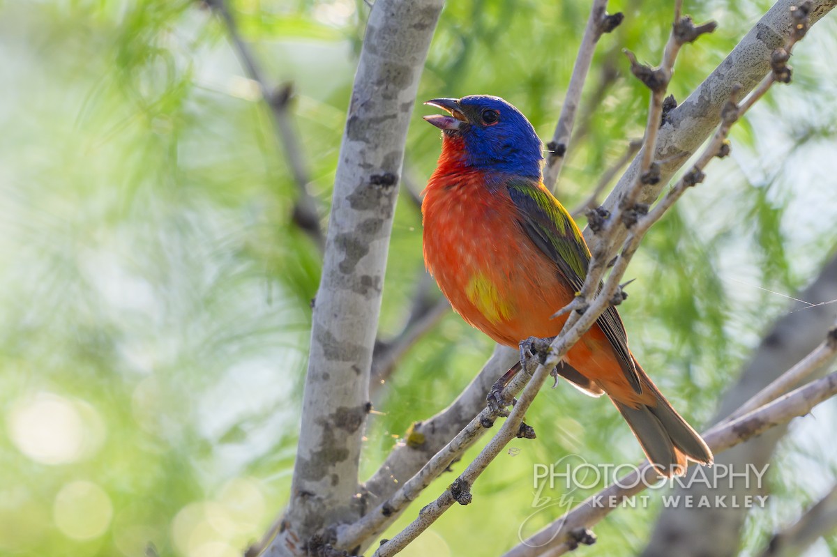 Painted Bunting - ML620397768