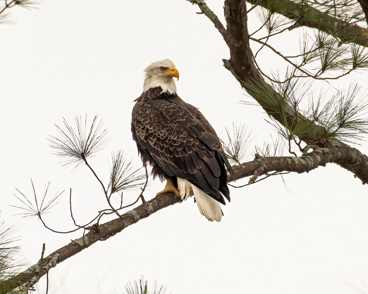 Bald Eagle - ML620397771