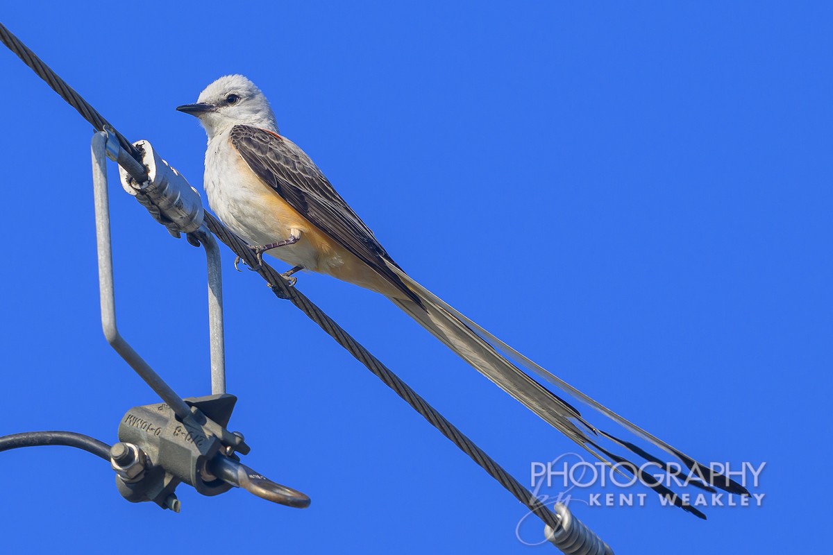 Scissor-tailed Flycatcher - ML620397794