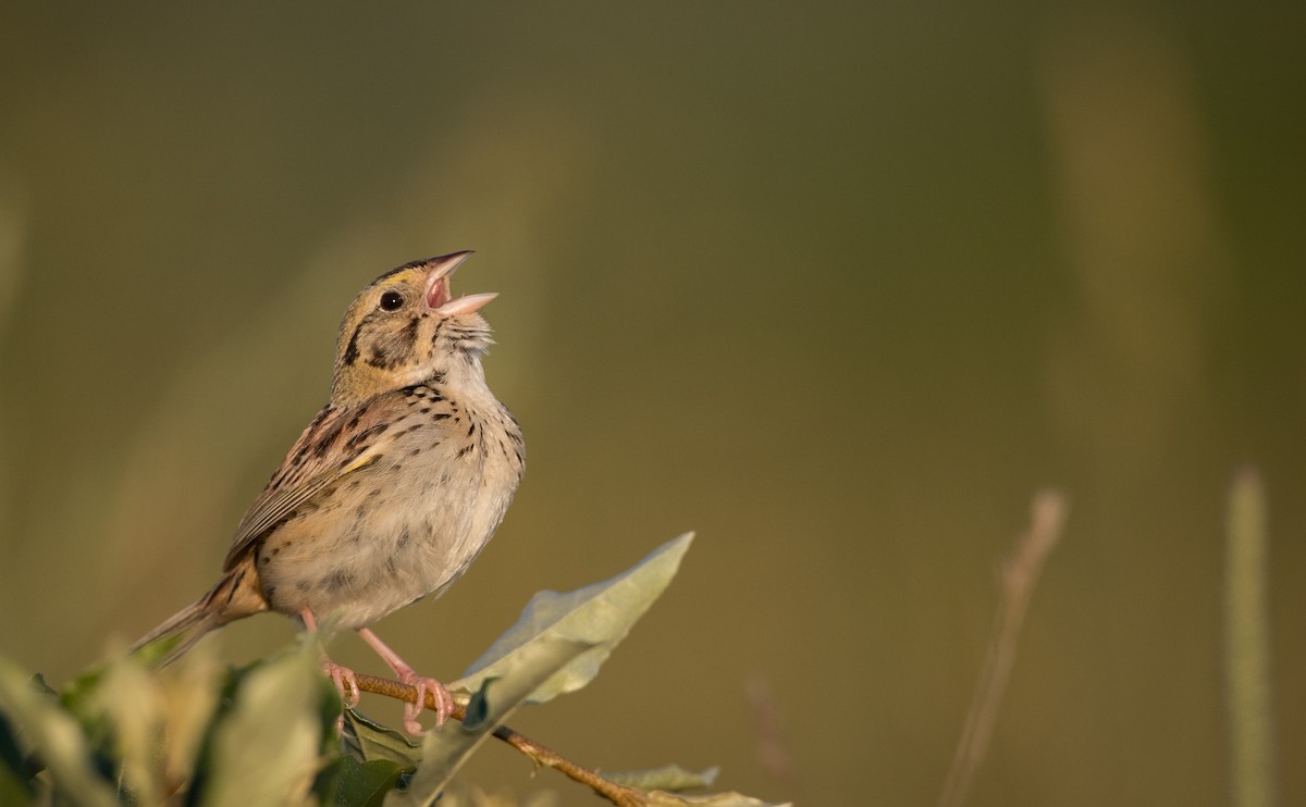 Henslow's Sparrow - Ian Davies