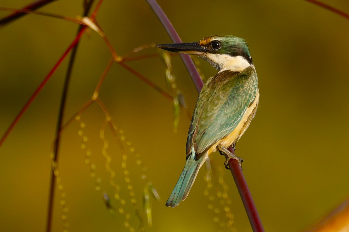 Sacred Kingfisher - John Mills