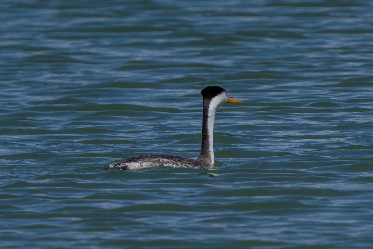 Clark's Grebe - ML620397828