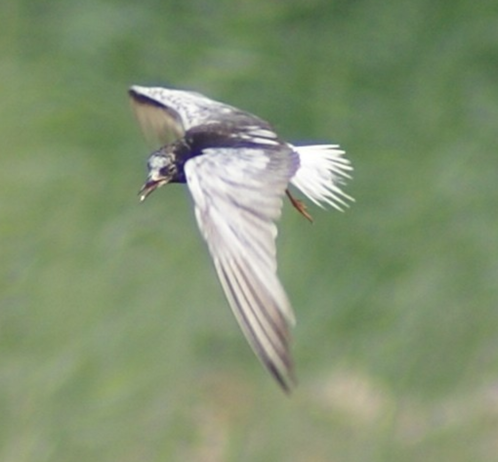 White-winged Tern - ML620397836