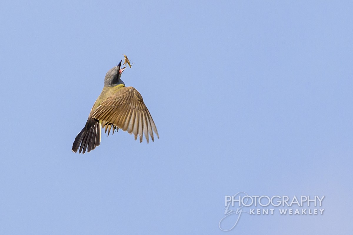 Couch's Kingbird - ML620397841