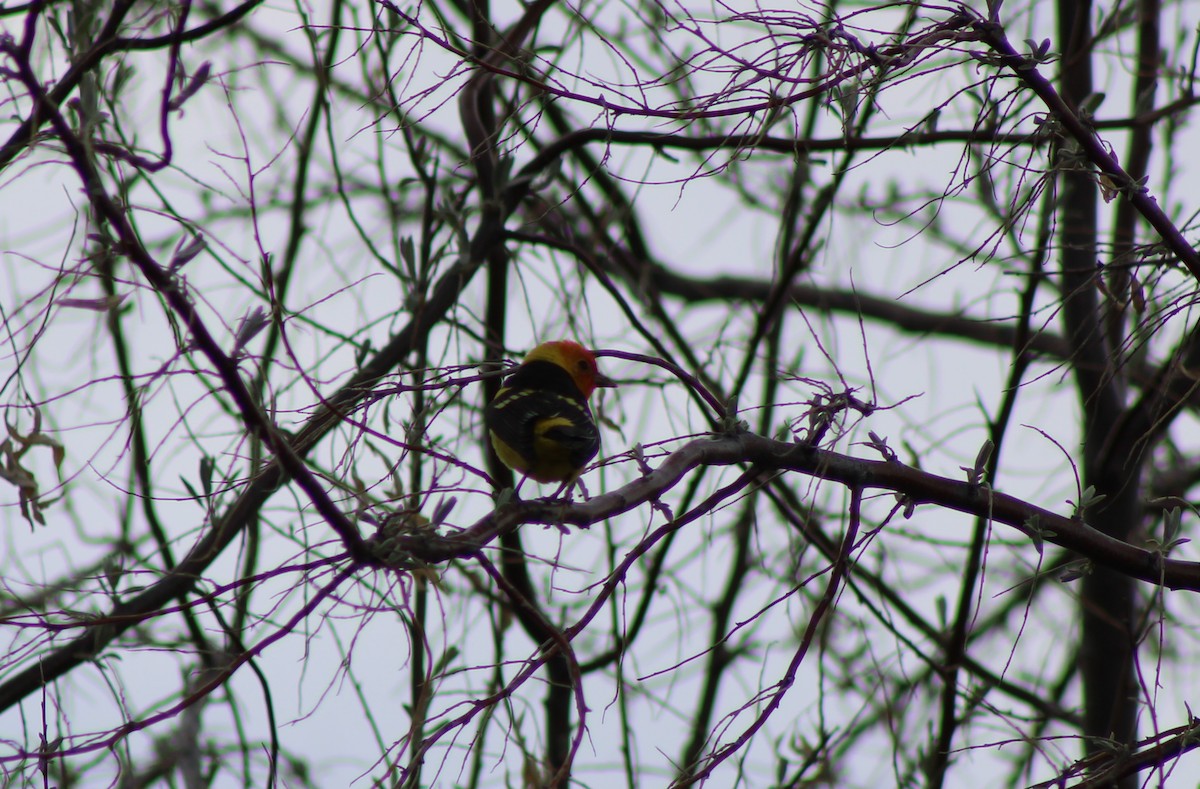 Western Tanager - ML620397855