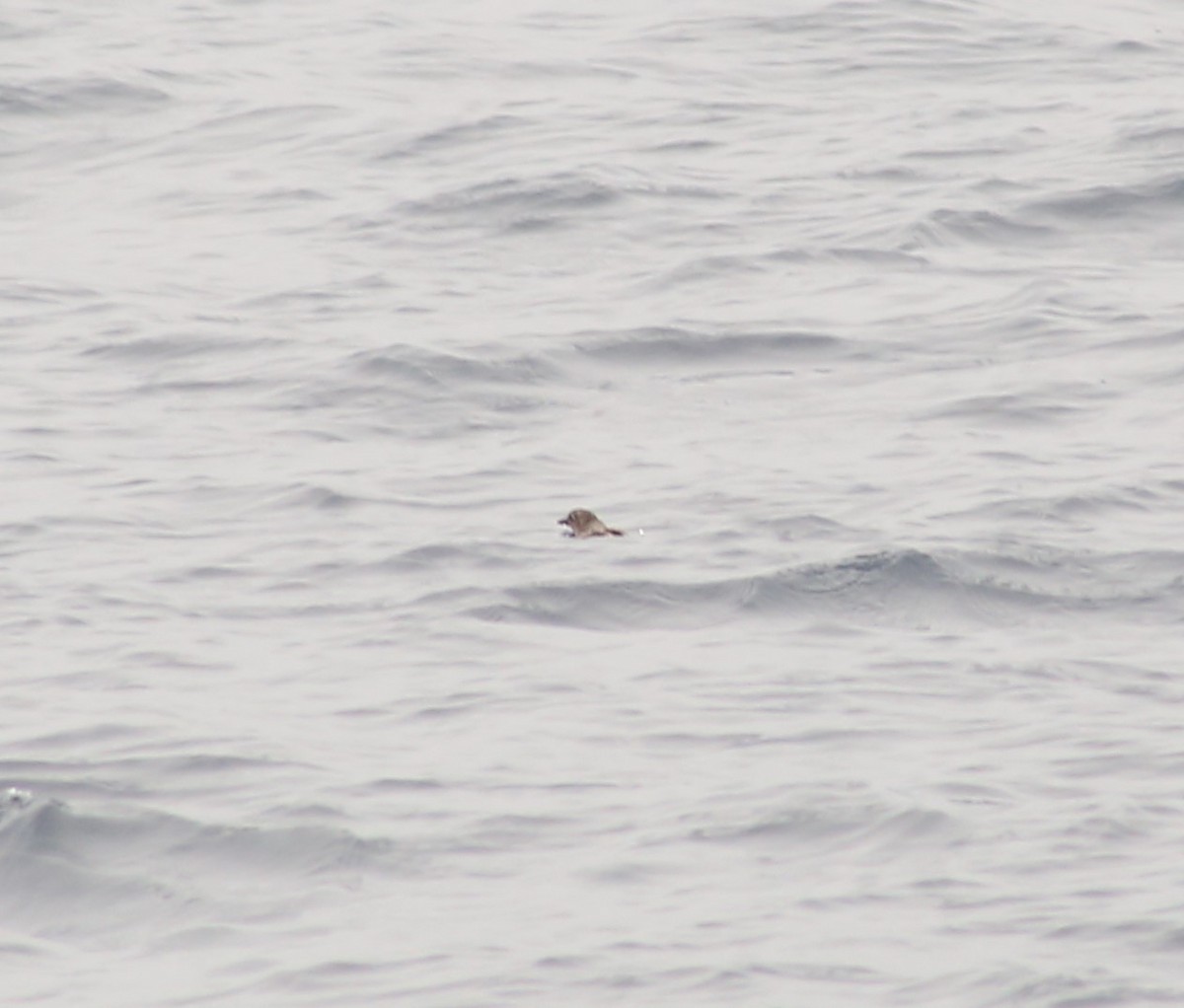 Cassin's Auklet - Ben Stalheim